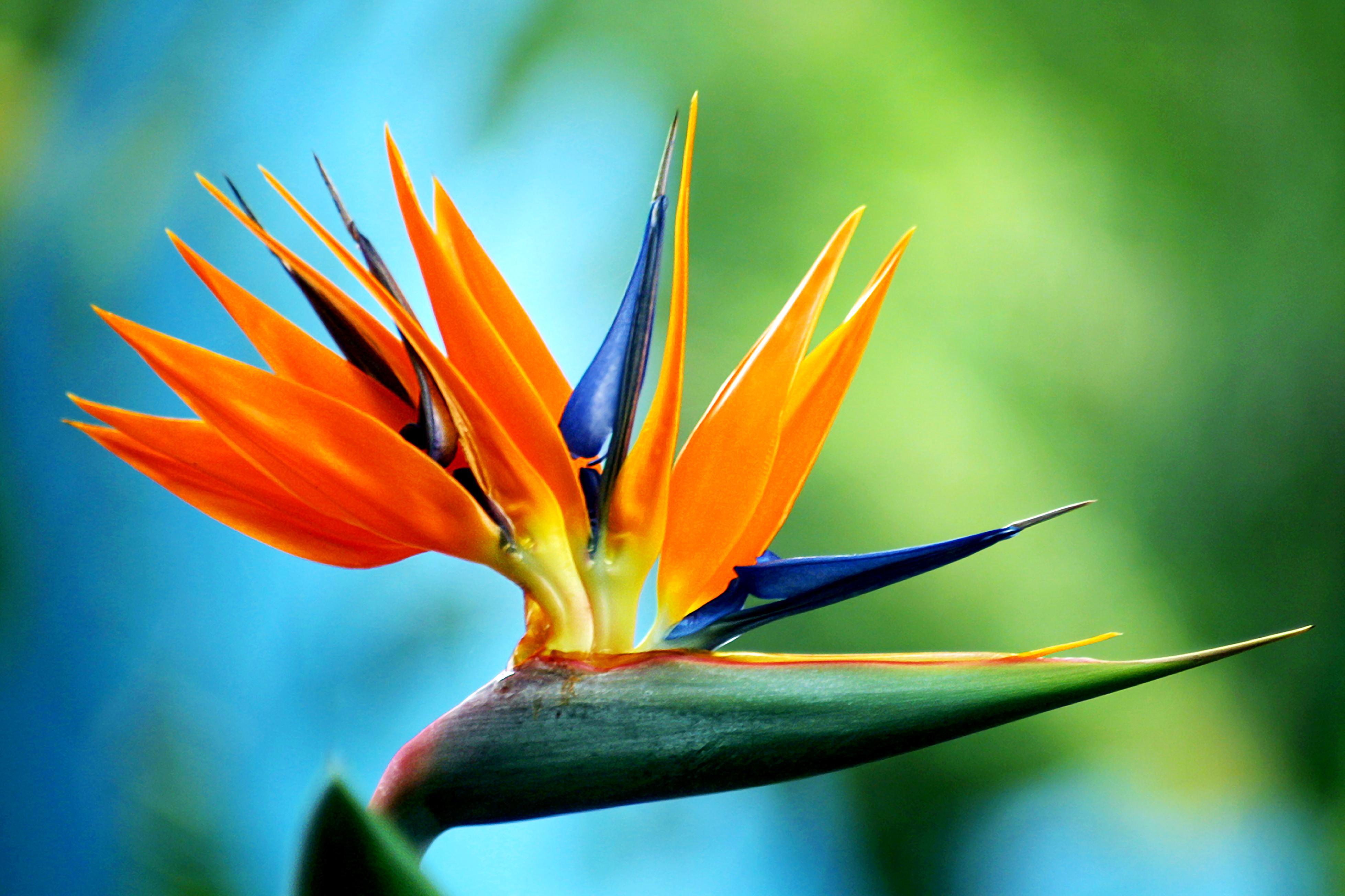 (image for) Birds of Paradise Fragrance Oil - Click Image to Close